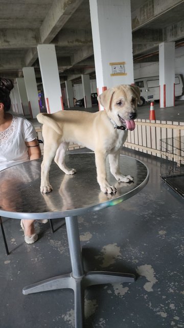 Ayla Girl - Mixed Breed Dog