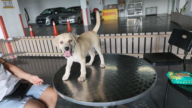 Ayla Girl - Mixed Breed Dog