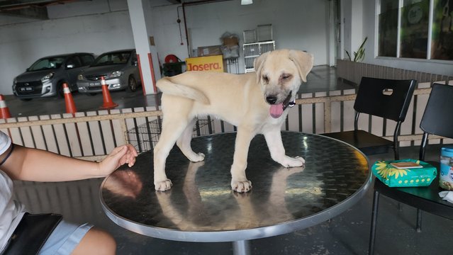 Ayla Girl - Mixed Breed Dog