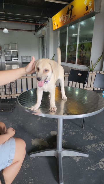 Ayla Girl - Mixed Breed Dog