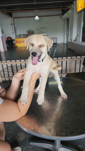 Ayla Girl - Mixed Breed Dog