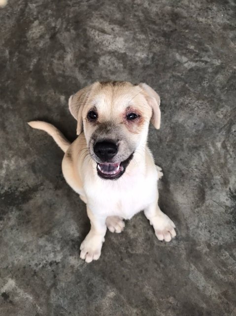 Ayla Girl - Mixed Breed Dog