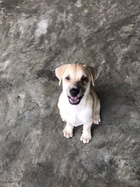 Ayla Girl - Mixed Breed Dog