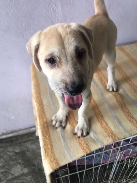 Ayla Girl - Mixed Breed Dog