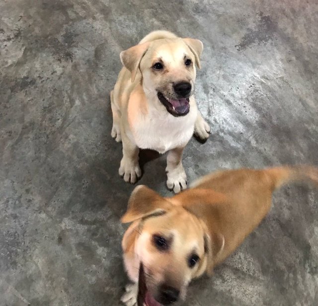 Ayla Girl - Mixed Breed Dog