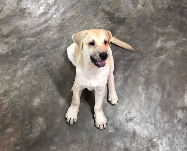 Ayla Girl - Mixed Breed Dog