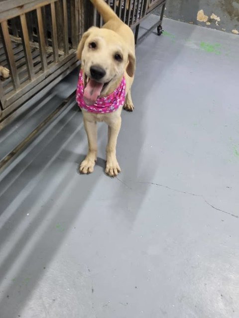Ayla Girl - Mixed Breed Dog