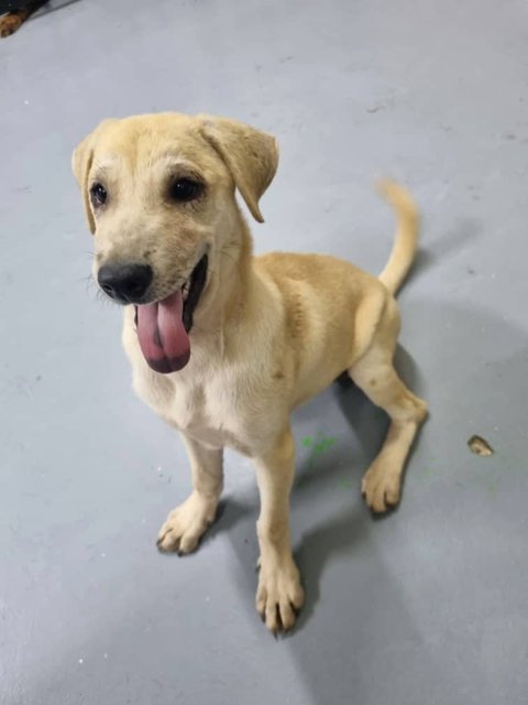 Ayla Girl - Mixed Breed Dog