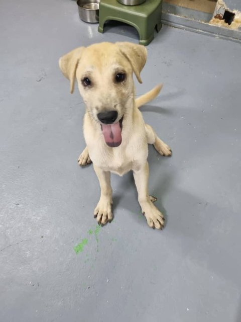 Ayla Girl - Mixed Breed Dog