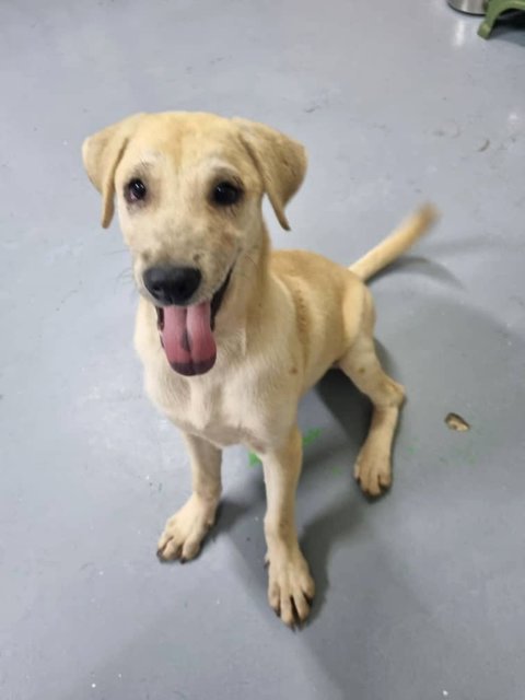 Ayla Girl - Mixed Breed Dog