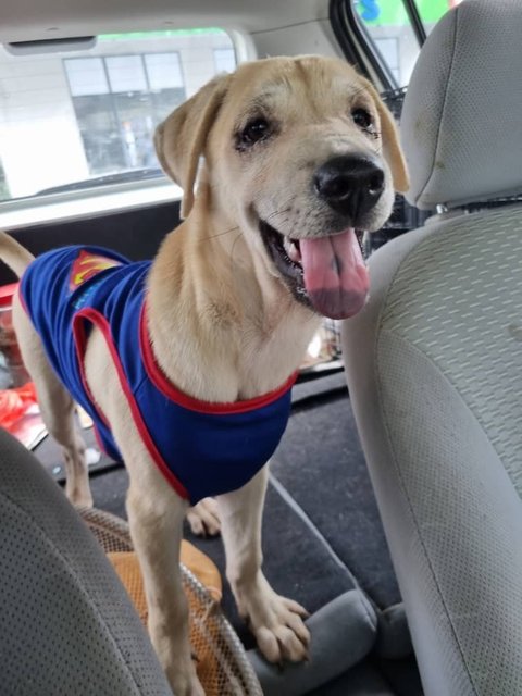 Ayla Girl - Mixed Breed Dog