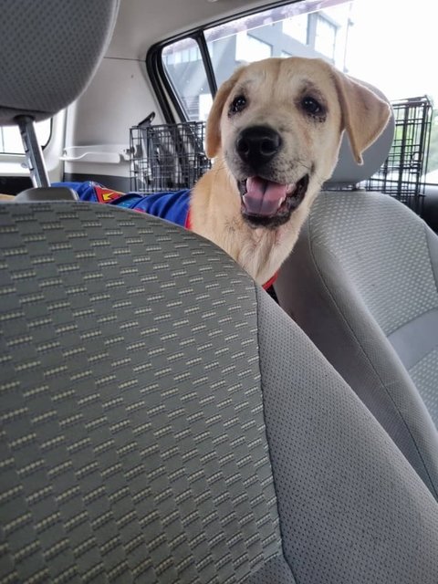 Ayla Girl - Mixed Breed Dog