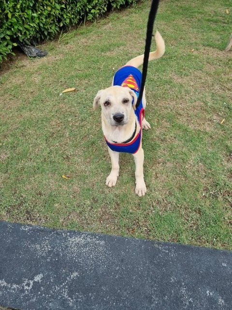 Ayla Girl - Mixed Breed Dog