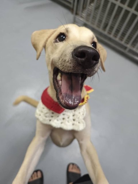 Ayla Girl - Mixed Breed Dog