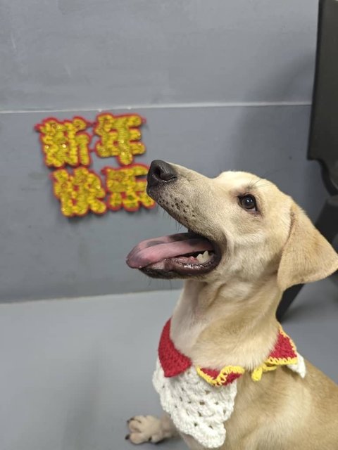 Ayla Girl - Mixed Breed Dog