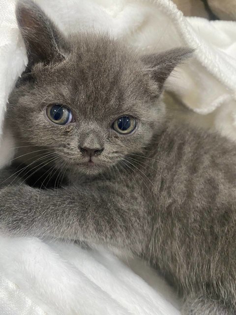 Amberyn - British Shorthair Cat