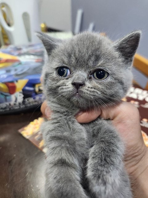 Amberyn - British Shorthair Cat