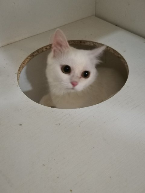 Calico &amp; Snowy (Foc Litter Box &amp; Cage) - Persian Cat