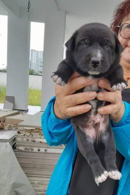 Allan - Labrador Retriever Mix Dog