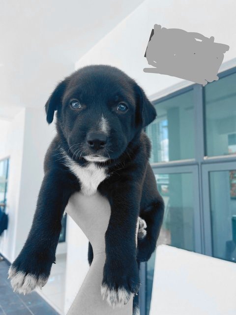 Allan - Labrador Retriever Mix Dog