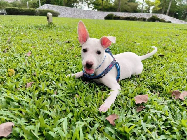 Snowy - Mixed Breed Dog