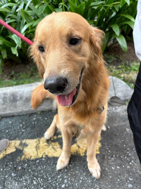 Barney - Golden Retriever Dog