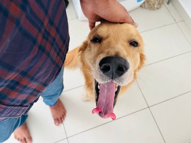 Barney - Golden Retriever Dog