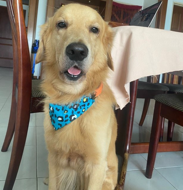 Barney - Golden Retriever Dog