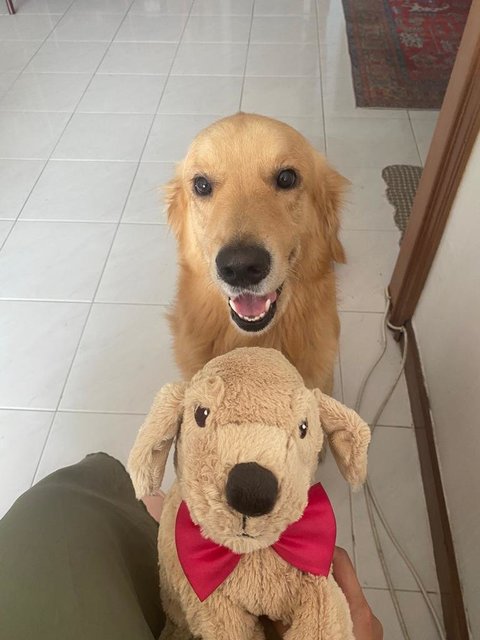 Barney - Golden Retriever Dog