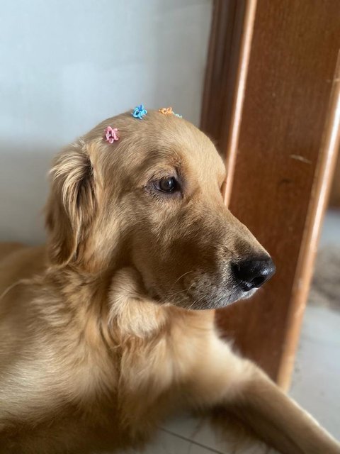 Barney - Golden Retriever Dog