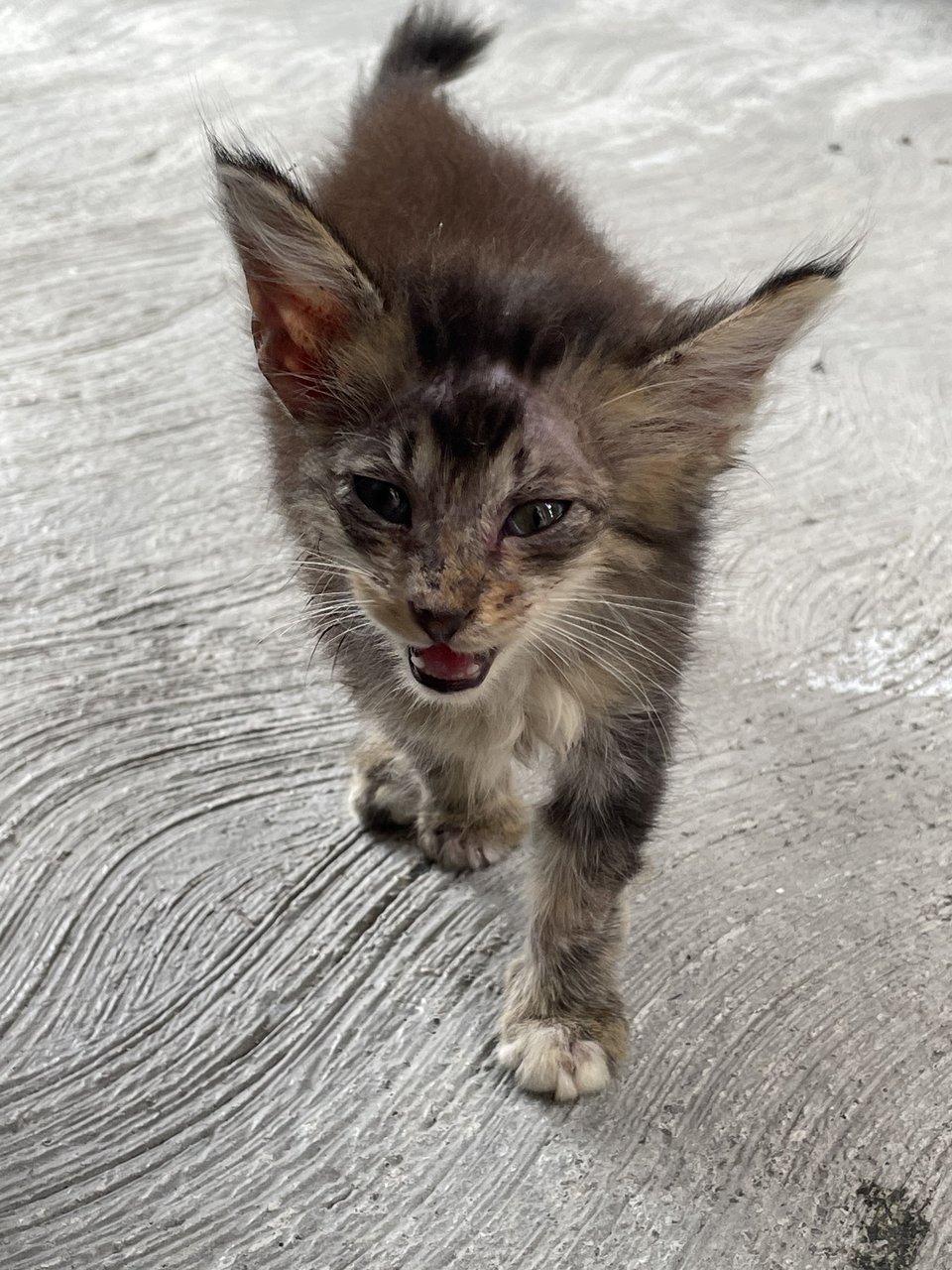 Tiger - Maine Coon + Domestic Long Hair Cat