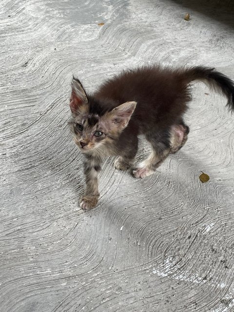 Tiger - Maine Coon + Domestic Long Hair Cat