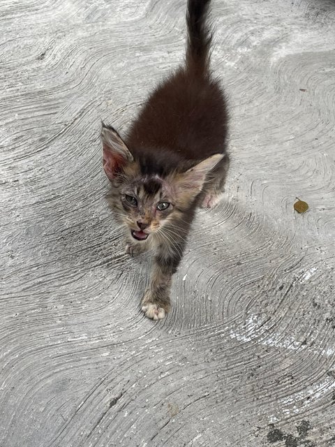 Tiger - Maine Coon + Domestic Long Hair Cat