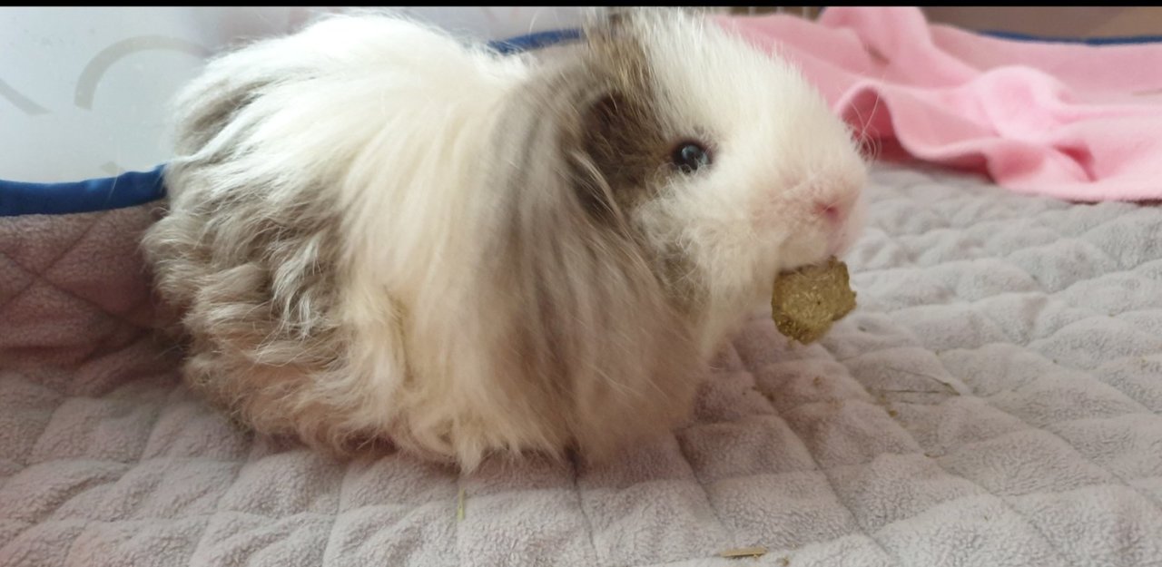 Kiki - Guinea Pig Small & Furry