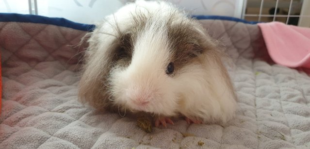 Kiki - Guinea Pig Small & Furry