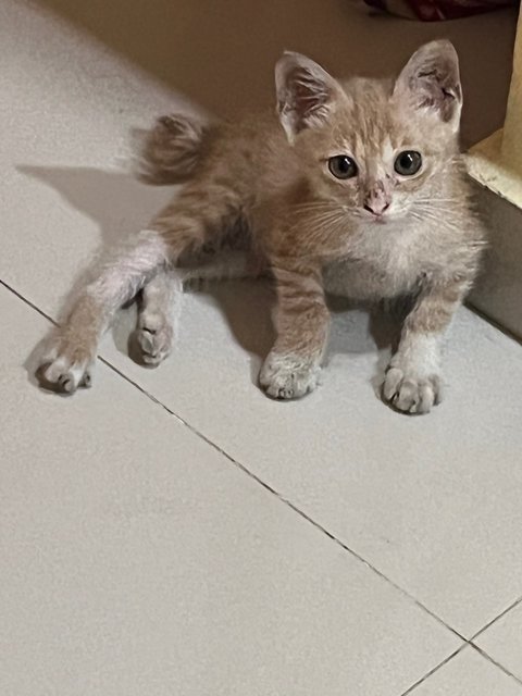 Baji  - Domestic Short Hair Cat