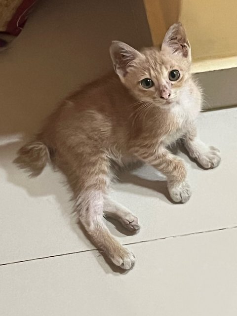 Baji  - Domestic Short Hair Cat