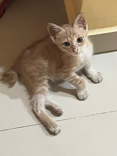 Baji  - Domestic Short Hair Cat