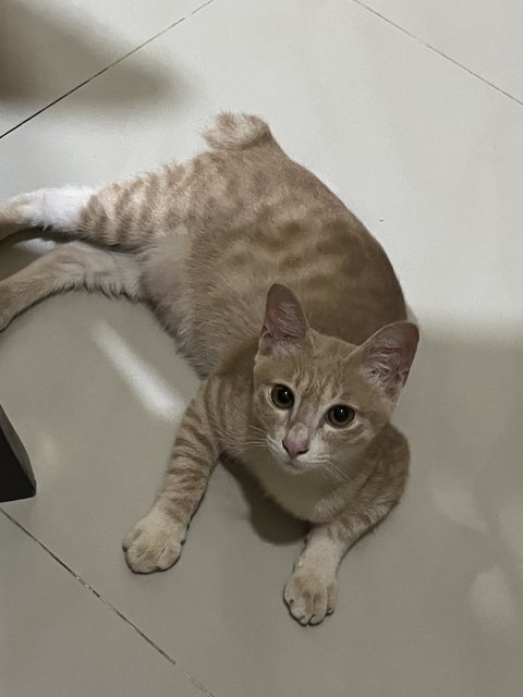 Baji  - Domestic Short Hair Cat