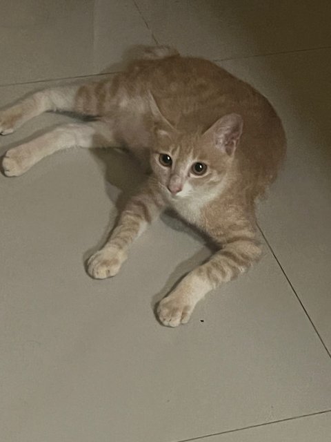 Baji  - Domestic Short Hair Cat