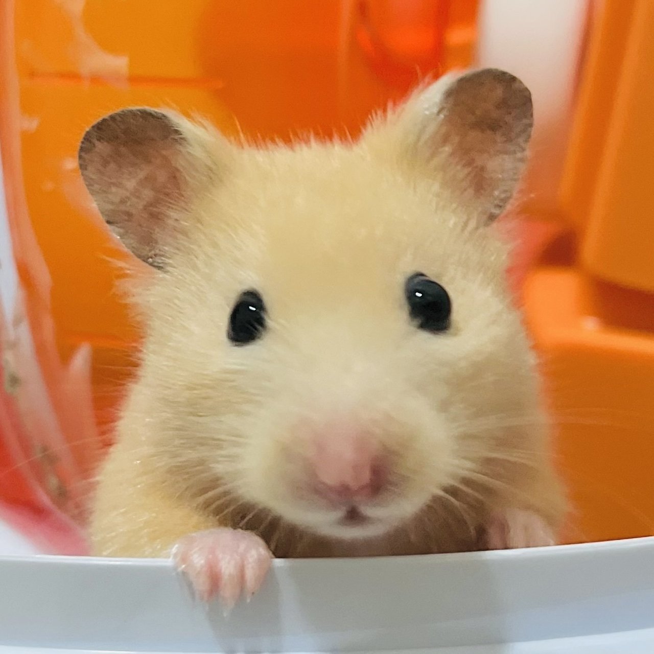 Kuma - Syrian / Golden Hamster Hamster