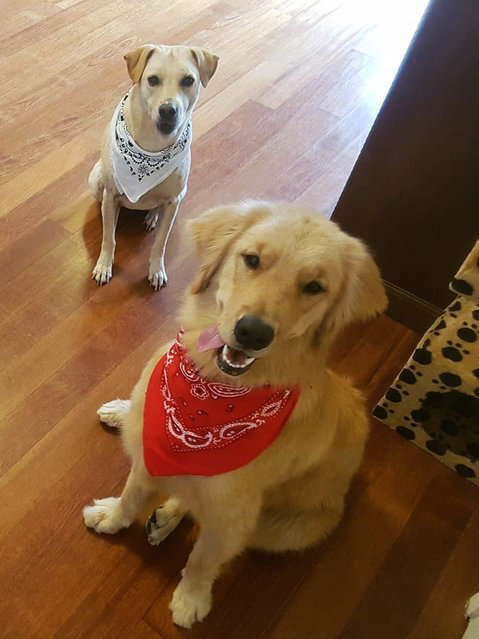 Savanna &amp; #scrumpy - Golden Retriever Mix Dog