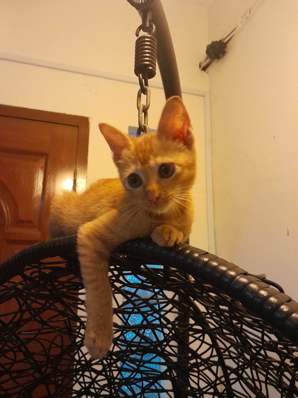 Orangey Girl  - Domestic Short Hair Cat