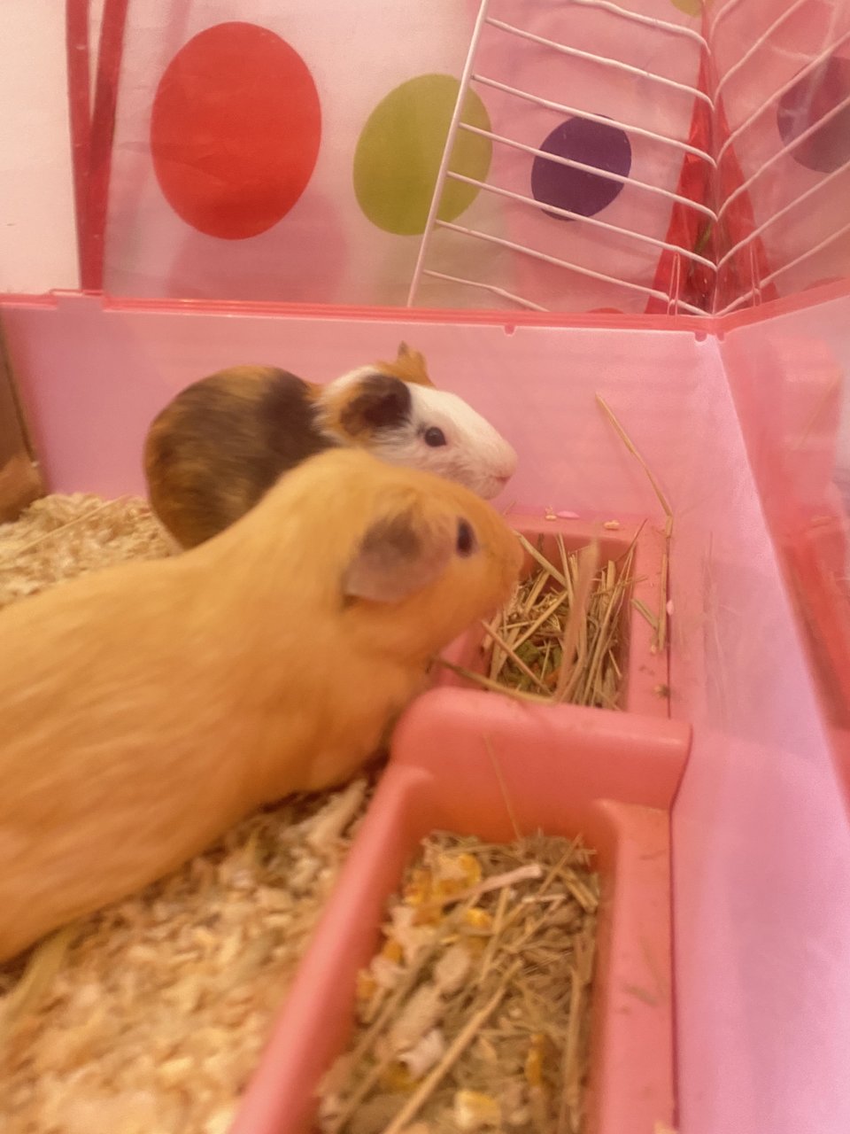 Caramel &amp; Mocha - Guinea Pig Small & Furry