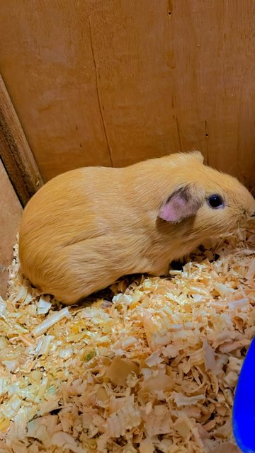 Caramel &amp; Mocha - Guinea Pig Small & Furry