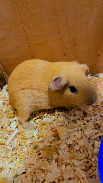 Caramel &amp; Mocha - Guinea Pig Small & Furry