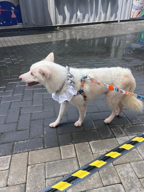 Maverick - Mixed Breed Dog