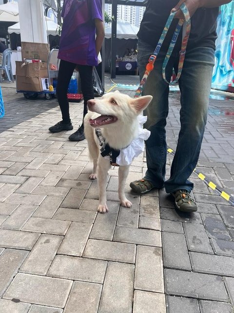 Maverick - Mixed Breed Dog