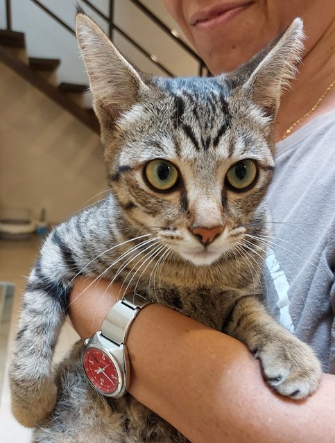 Boku - Domestic Short Hair Cat