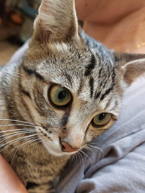 Boku - Domestic Short Hair Cat